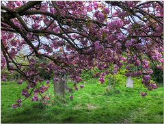Magravine Cemetery in Spring