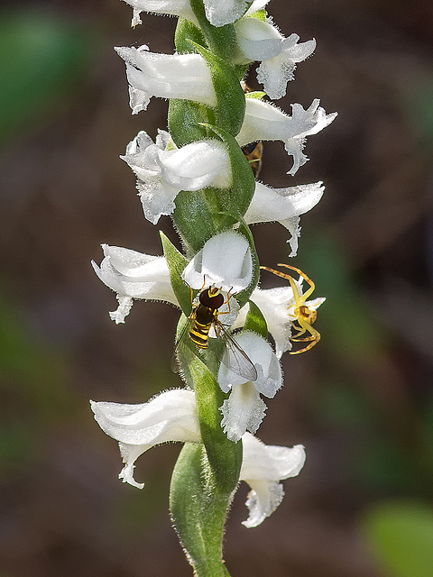 Spiranthes cernua (Nodding Ladies'-tresses orchid) + Hoverfly and Crab Spider