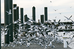 Flurry of gulls