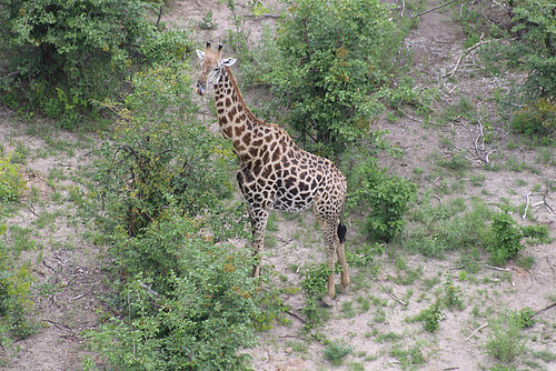 Giraffe, from Above