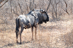Blua gnuo. Khama rinocera naturrezervejo