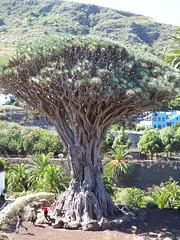 El Drago Milenario, Tenerife