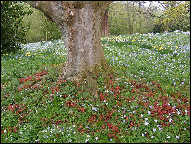 spring carpet