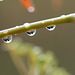 La pleu ... perles de pluie sur persil