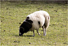IMG 9359 Sheep