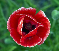 Poppy red softfocus
