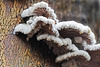 Kleine Schneeflöckchen auf abgestorbenen Laubholzstämmen - Small snowflakes on dead hardwood trunks