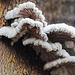 Kleine Schneeflöckchen auf abgestorbenen Laubholzstämmen - Small snowflakes on dead hardwood trunks