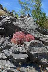 USA - California, Mojave National Preserve