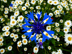 Blaue Blume
