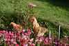 Argentina, El Chalten, Rooster and Hen in the Flowers