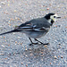 Pied wagtail (2)