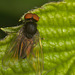 IMG 0064fly