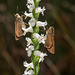 Spiranthes cernua (Nodding Ladies'-tresses orchid) + Lerema accius (Clouded Skipper)