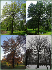 Post Oak ~ Four Seasons Collage