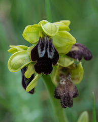 Ophrys fusca, Ophrys brun - 2015-04-20_D4_DSC0309