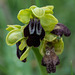 Ophrys fusca, Ophrys brun - 2015-04-20_D4_DSC0309