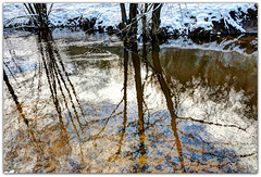 Riverside trees reflected on the Derwent - North Yorkshire