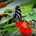 Zebra Longwing ~ Zebravlinder (Heliconius charitonius) and Glasswinged butterfly ~ Glasvleugelvlinder (Greta oto)...