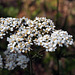 Achillea millefolium, Asteraceae, Sequoia National Park USA L1020287