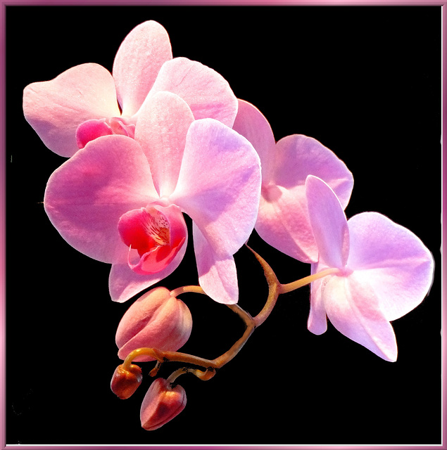 Orchids 2, a few days later... ©UdoSm
