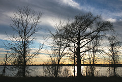 Trees along Neuse River
