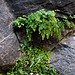 Adiantumcapillus-veneris, Avenca, Maidenhair ferns, Zion Natural Park USA L1010750