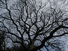 Fractal sycamore 1
