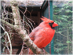 Rotkardinal (Cardinalis cardinalis)