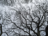 Fractal sycamore 2