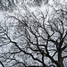 Fractal sycamore 2