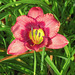 Daylily #1 Hemerocallis cv.