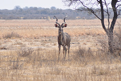 Granda kuduo. Khama rinocera naturrezervejo
