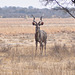 Granda kuduo. Khama rinocera naturrezervejo