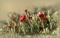 Op de rand van de Lente...Rode heidelucifer (Cladonia floerkeana)...