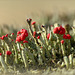 Op de rand van de Lente...Rode heidelucifer (Cladonia floerkeana)...