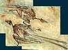 bird fossil Confusciusorni dui DSC 4353