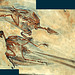bird fossil Confusciusorni dui DSC 4353