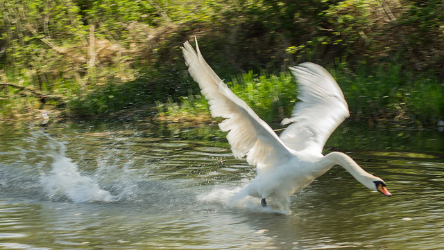 Swan Takes Flight 01