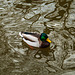 A Duck in the Water