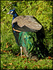 Harcourt peacock