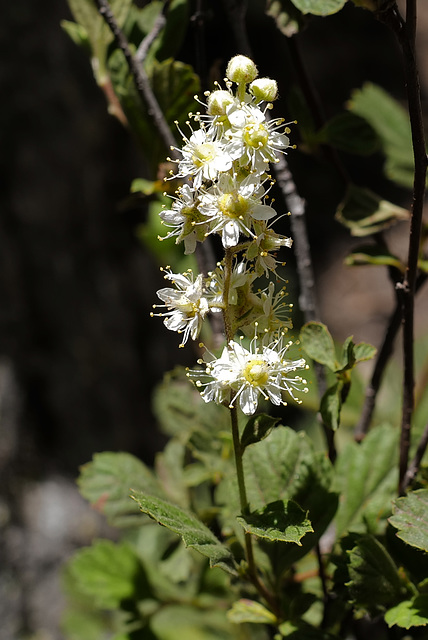 Aesculus californica, Hippocastanaceae, Yosemite USA L1020344