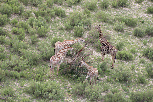 Giraffes at a Tree