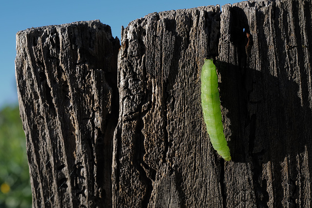 Caterpillar, enjoying winter sunshine in Penedos!