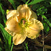 Daylily #2 Hemerocallis cv.