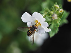 Hoverfly in the Bacopa