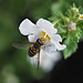 Hoverfly in the Bacopa