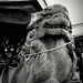 狛犬・胡麻犬 (Kumainu, guardian of the shrine)