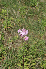 Beautiful Wild Soapweed (Saponaria officinalis) A01-01