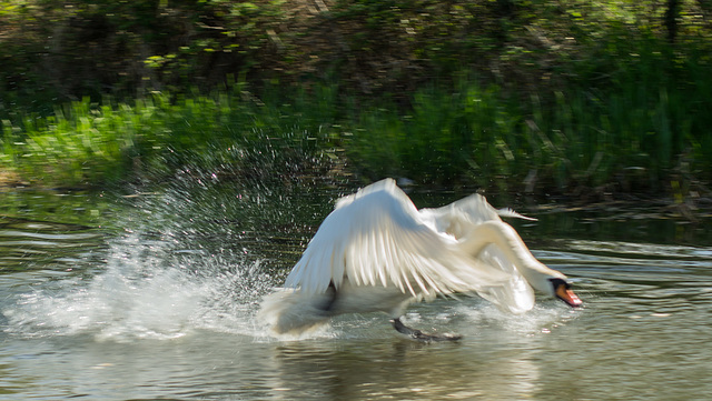 Swan Takes Flight 02